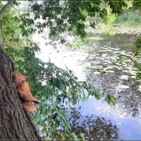 „Грибное" дерево :: Сеня Белгородский „Грибное" дерево :: Сеня Белгородский