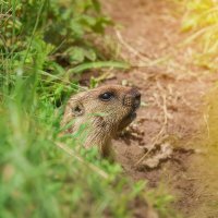 Байбак :: Alex Bush