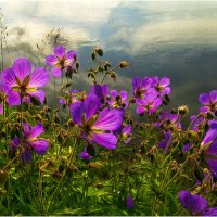 Летнее утро :: Валентин Котляров Летнее утро :: Валентин Котляров