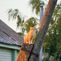 Всё под контролем :: Валерий Судачок