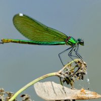 вчера на балу красоток 1 :: Александр Прокудин вчера на балу красоток 1 :: Александр Прокудин