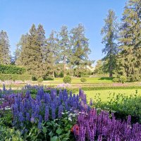 Цветник :: Сапсан 