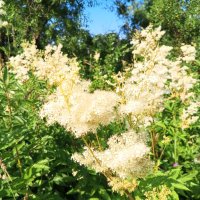 Таволга :: Сапсан Таволга :: Сапсан