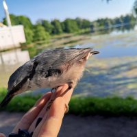 Поползень :: Сапсан Поползень :: Сапсан