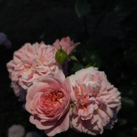 Розочка :: Лейла Башилова