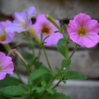 Петуния** :: Татьяна Евдокимова