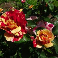 Пёстрые розочки :: Лидия Бусурина