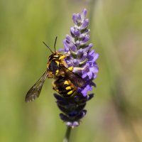 Пчела-шерстобит на лаванде :: Светлана Тихонина