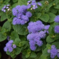 Агератум Гаустона / Долгоцветка :: zavitok *