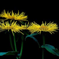 *** :: Леонид leo *** :: Леонид leo