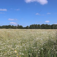Ромашковое поле :: Любовь Сахарова