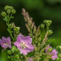 Цветы в лесу :: Сергей Цветков Цветы в лесу :: Сергей Цветков
