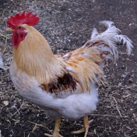 Петушок. :: сергей ермошкин