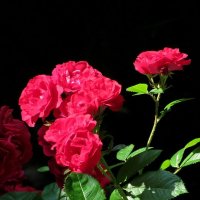 Роза :: Роман Савоцкий