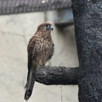 Московский Зоопарк. Пустельга. :: Наташа ***** Московский Зоопарк. Пустельга. :: Наташа *****