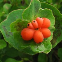 Каприфоль отцвела :: Людмила Смородинская