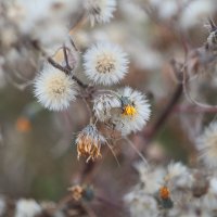 Цветы - пушистики :: Дмитрий Петров