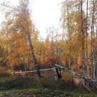 Осень, осень :: Дмитрий Петров