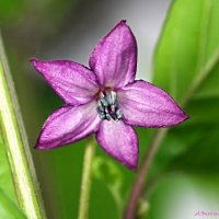 Когда цветёт перчик... :: Андрей Заломленков