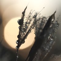 *** :: Елена Kазак (selena1965)