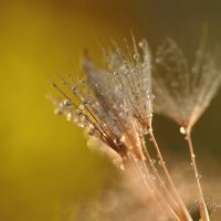 *** :: Елена Kазак (selena1965) *** :: Елена Kазак (selena1965)