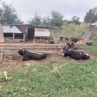 Ak Bulak. Talgar. :: Murat Bukaev 