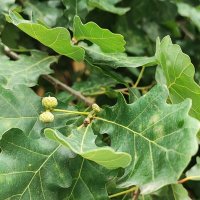 ,,, :: Сергей Тимоновский