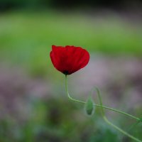 *** :: Иван Литвинов