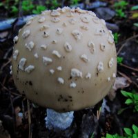 золотистый мухомор :: Елена Шаламова золотистый мухомор :: Елена Шаламова