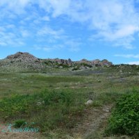 Природа Крыма :: Amazing Cosmea