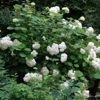 Гортензия :: Рита Симонова