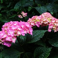 Гортензия :: Рита Симонова