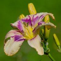 Лилейник. :: Sergey (Apg)