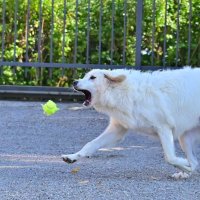 Теннисистка :: Светлана