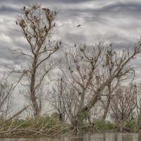 Гнезда бакланов на деревьях :: Колеснова Алла 