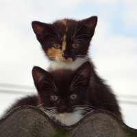 Котята на крыше :: Антонина Гугаева