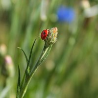 ... :: Наталья