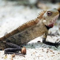 Мальдивы :: Александра Николаева