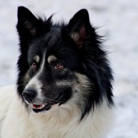 Взгляд :: Дмитрий (Горыныч) Симагин Взгляд :: Дмитрий (Горыныч) Симагин