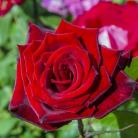 Роза :: Анатолий Чикчирный Роза :: Анатолий Чикчирный