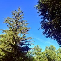 Природа :: Iren Brilliance Природа :: Iren Brilliance