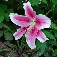 Лилия :: Валентина Богатко 