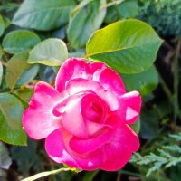 Лето и роза :: Татьяна Пальчикова Лето и роза :: Татьяна Пальчикова