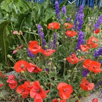 Маки :: Татьяна Пальчикова