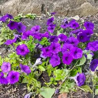 Петунии :: Татьяна Пальчикова