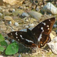 переливница ивовая :: gawrilа - dan