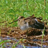 бекас :: gawrilа - dan