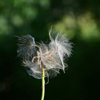 Июль. :: Михаил Колосов 