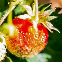 Клубника :: Светлана SvetNika17