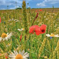 Летний этюд :: Андрей K. Летний этюд :: Андрей K.